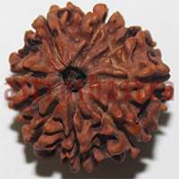 9 mukhi 27921 23.2mm